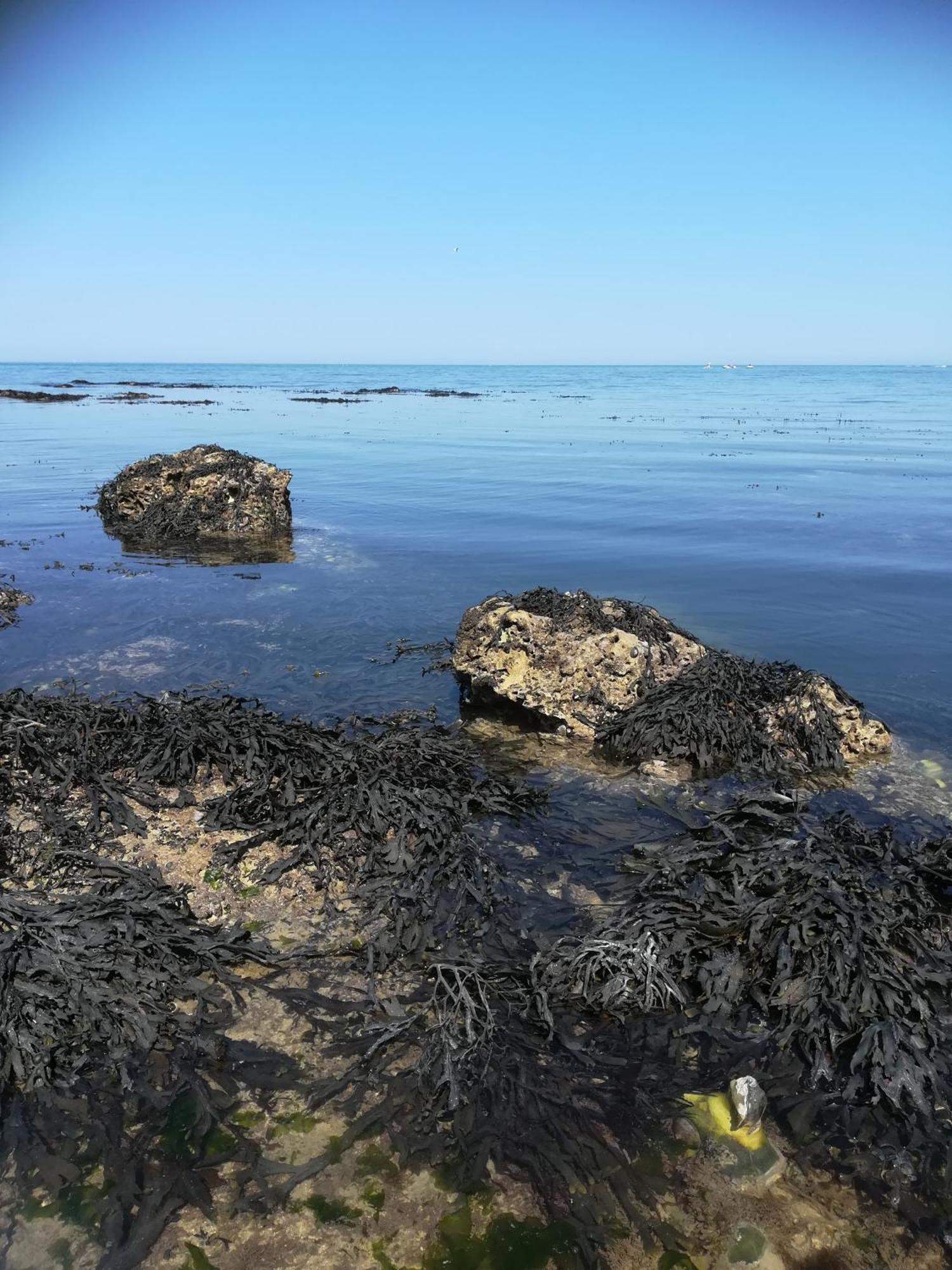 Le Costa Rica En Bord De Mer Villa Fécamp Esterno foto